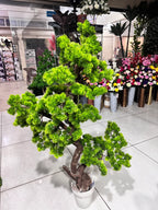 Exclusive Bonsai Tree
