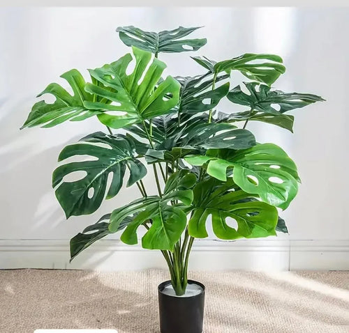 24 leaves Monstera Plant with pot