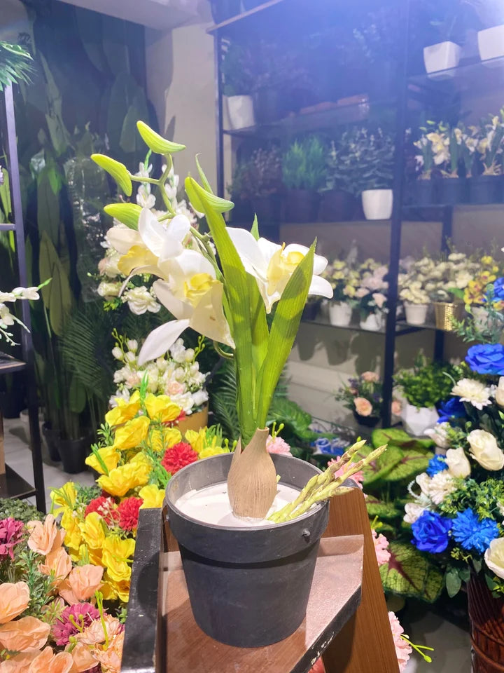 Small Pot Orchids