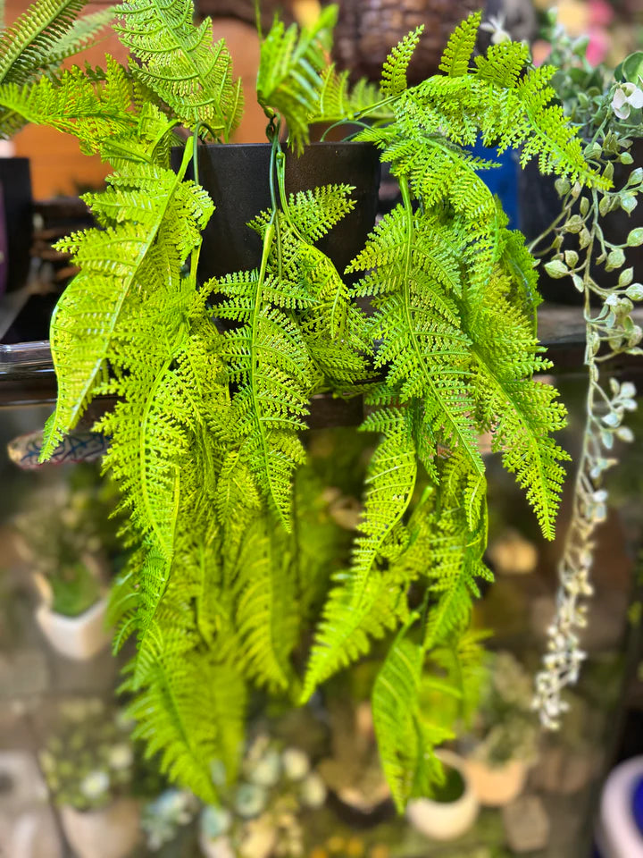 Premium Lush Hanging Plants