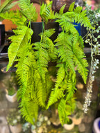 Premium Lush Hanging Plants