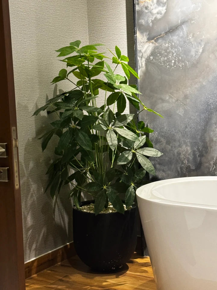 Premium Schefflera Plant