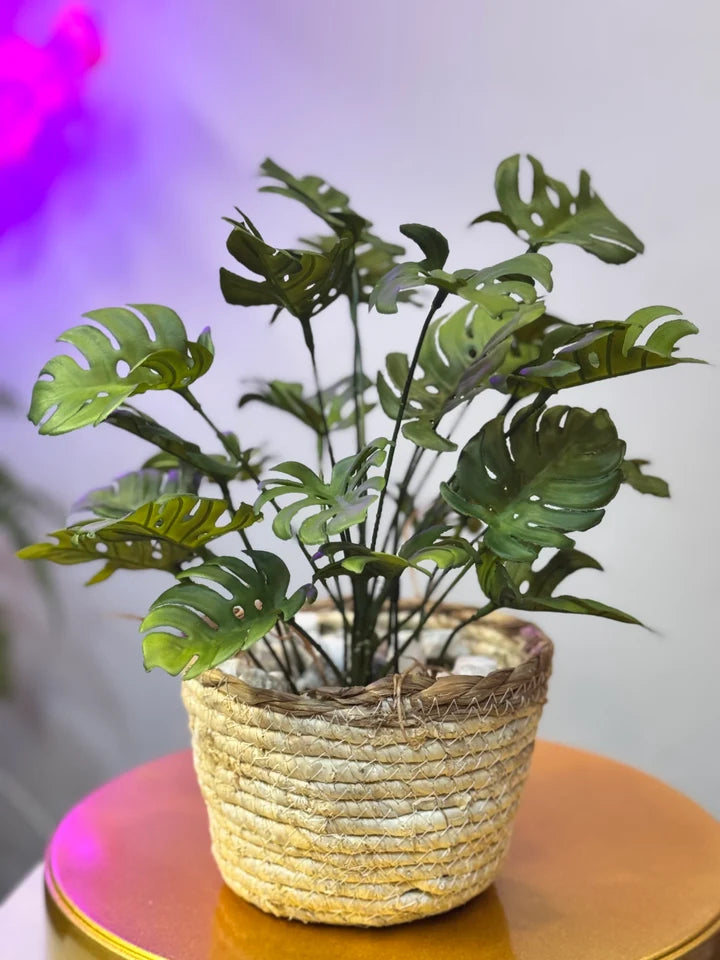 Cane Planters with Plant