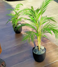 Exclusive Small Areca Palm