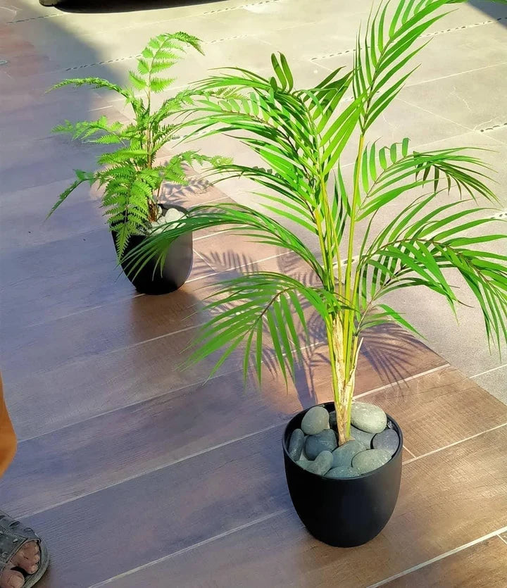 Exclusive Small Areca Palm