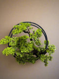 Wall Mounted Bonsai