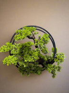 Wall Mounted Bonsai