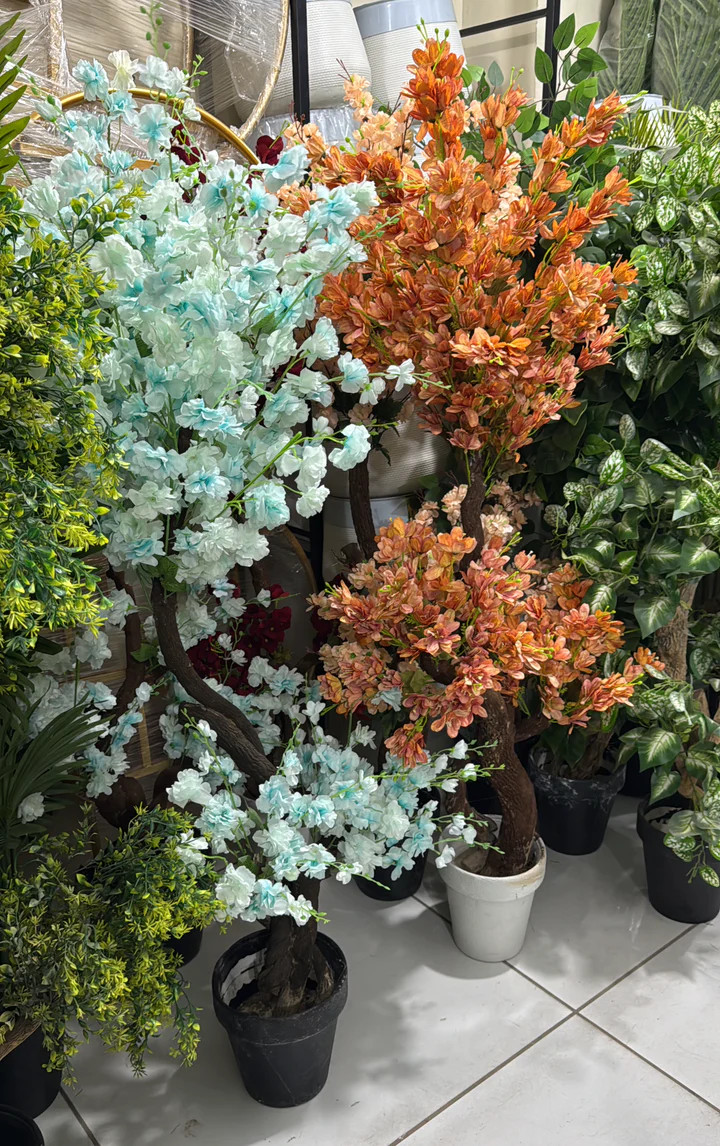 Floral plants