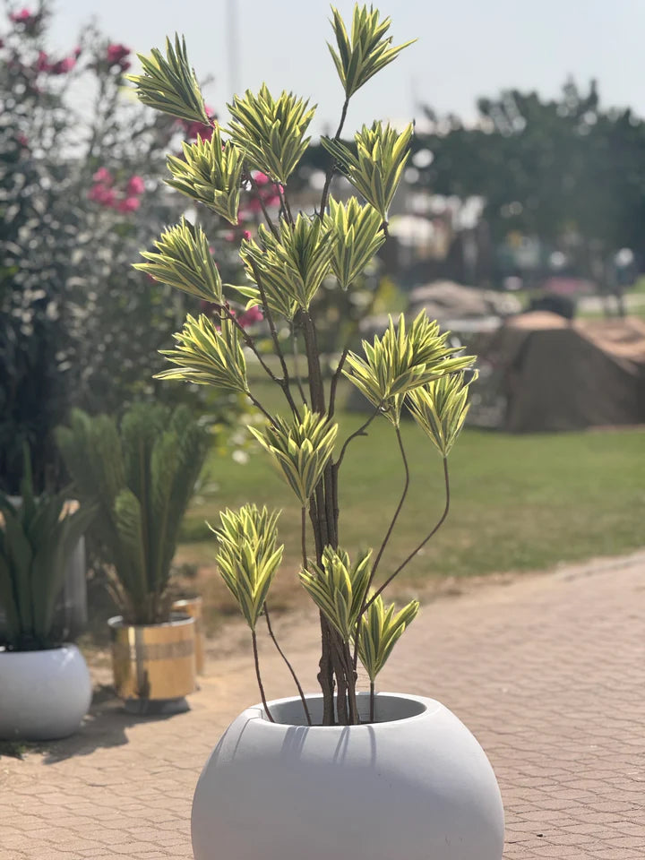 Variegated draccena plant