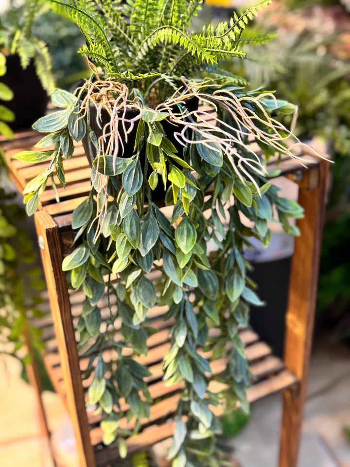 Premium Lush Hanging Plants