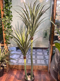 Yucca Plants