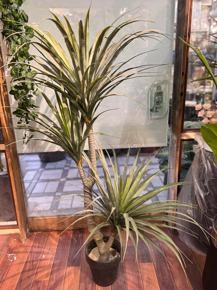 Yucca Plants