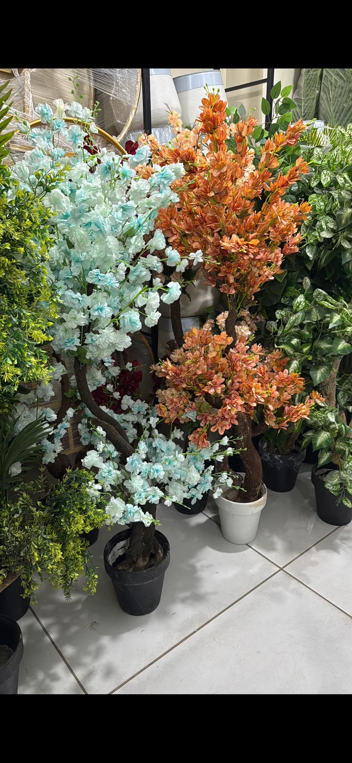 Floral plants