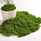 Natural Preserved Moss