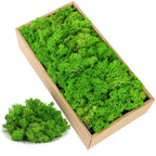 Natural Preserved Moss