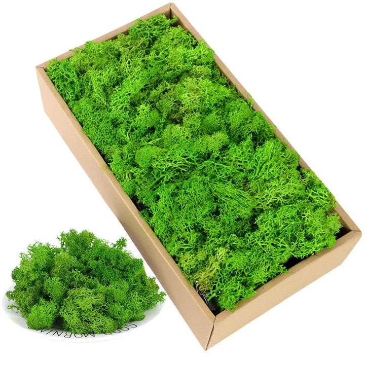 Natural Preserved Moss