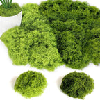 Natural Preserved Moss