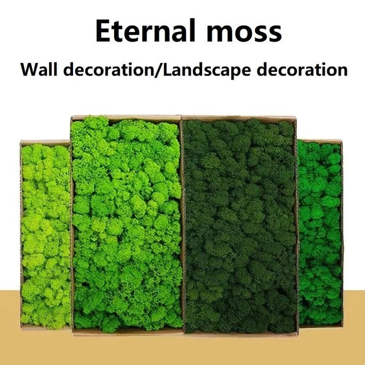 Natural Preserved Moss