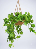 Lvy Hanging Basket