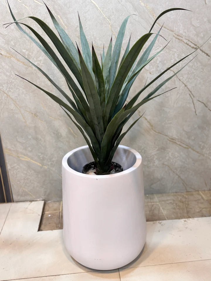 Exclusive Yucca Plants with Pot