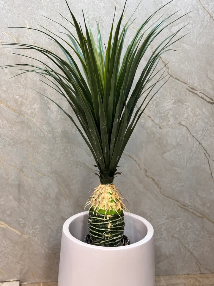 Exclusive Yucca Plants with Pot
