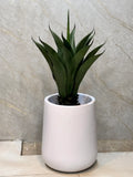 Exclusive Yucca Plants with Pot