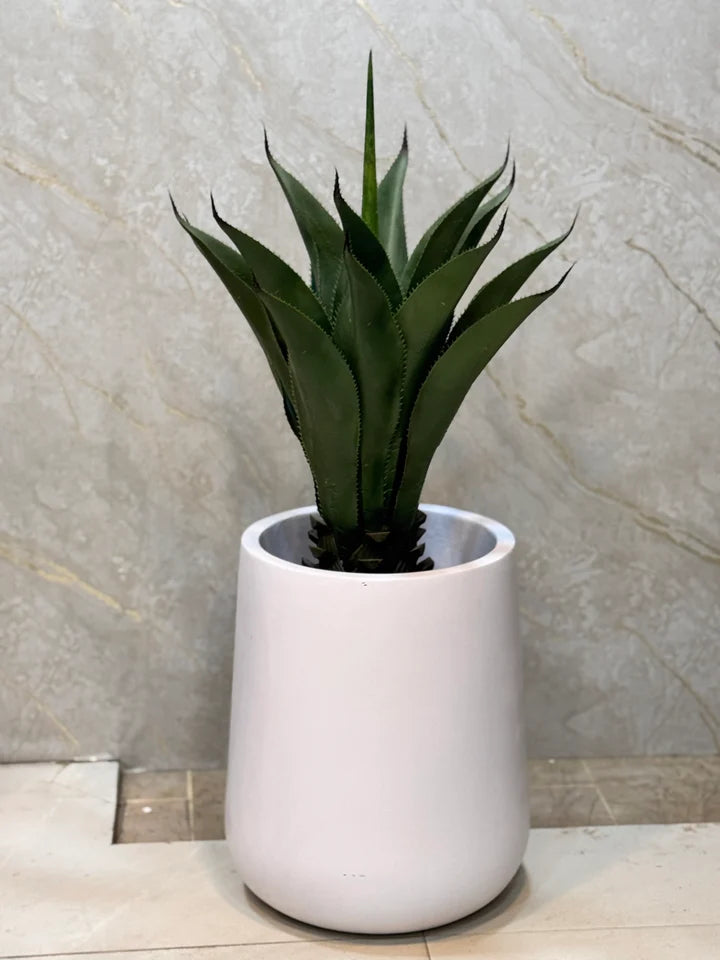 Exclusive Yucca Plants with Pot