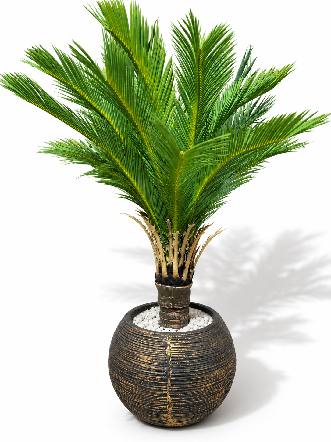 Kangi Palm With Premium Pot