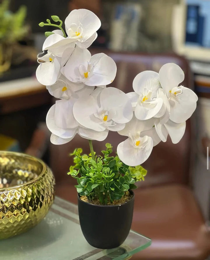 Orchids in Small Pot
