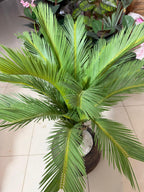 Kangi Palm With Premium Pot