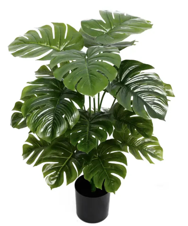 18 Leaves Plant