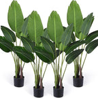 Imported High-end Banana Palm (Plant Only)