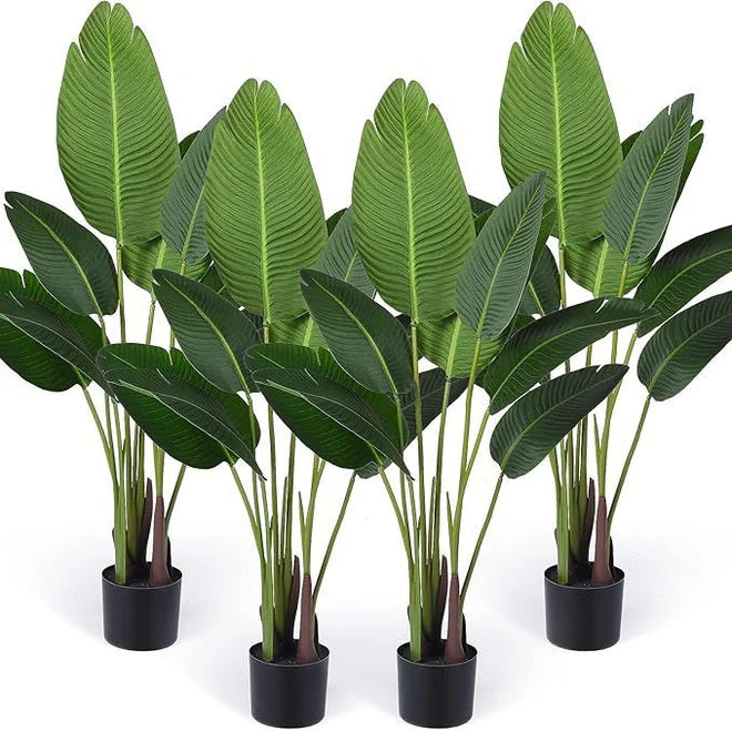 Imported High-end Banana Palm (Plant Only)