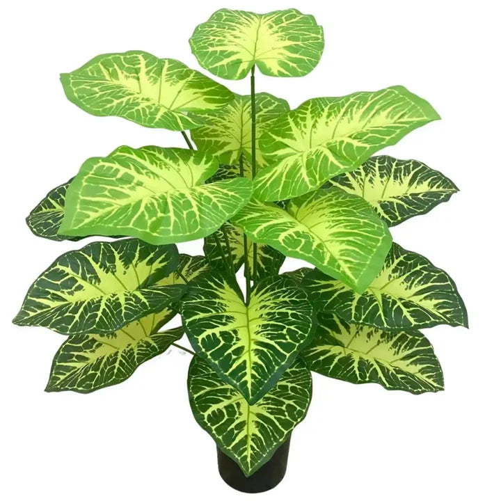 18 Leaves Plant