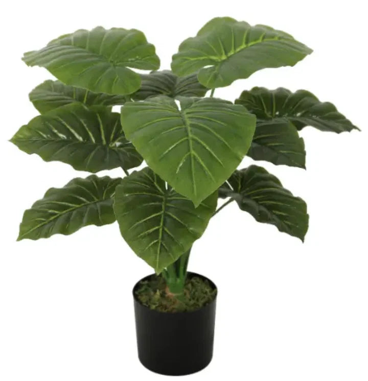 18 Leaves Plant