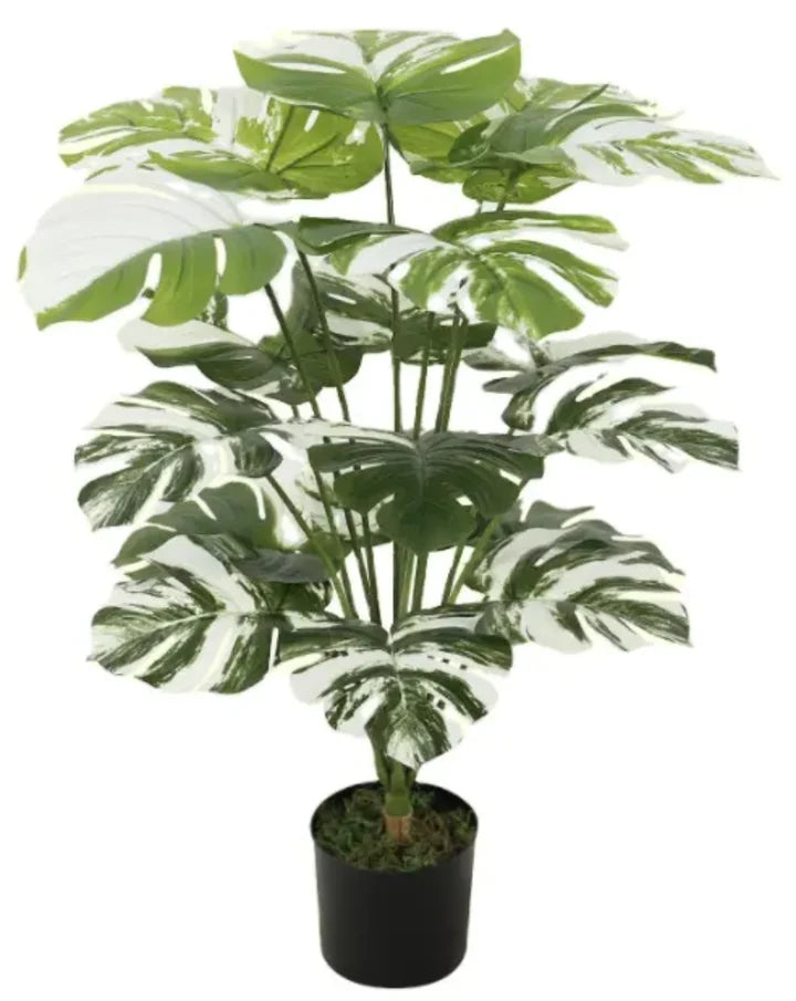 18 Leaves Plant