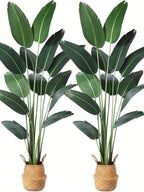 Imported High-end Banana Palm (Plant Only)