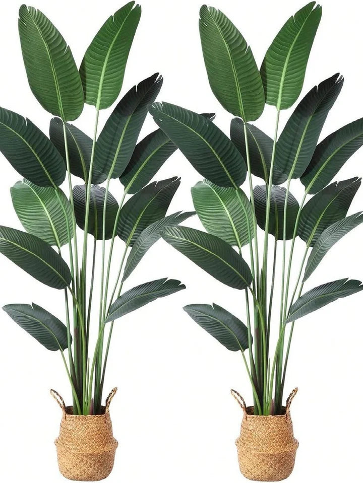Imported High-end Banana Palm (Plant Only)