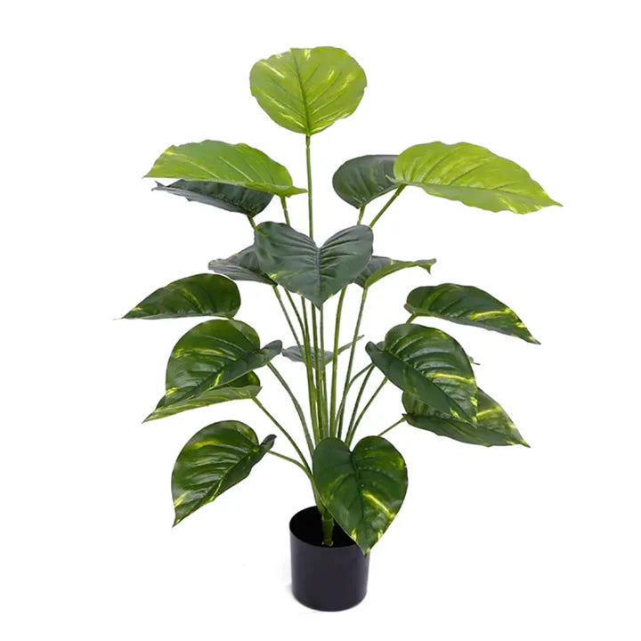 18 Leaves Plant