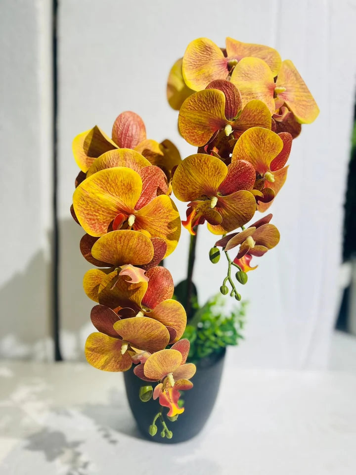 Orchids in Small Pot